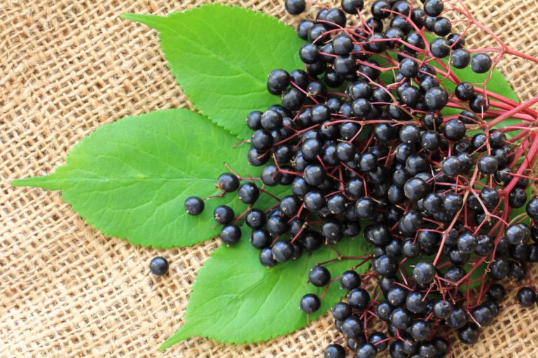 All About the Beautiful Adams Elderberry Minneopa Orchards