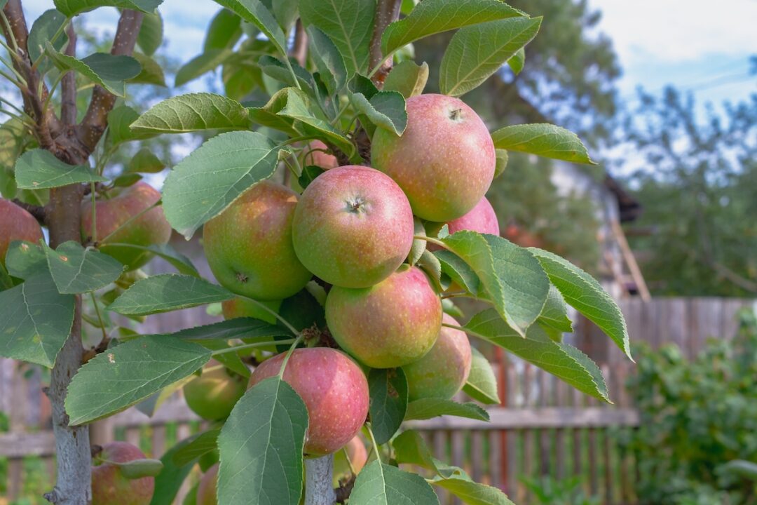 Columnar apple trees growing and care minneopa orchards