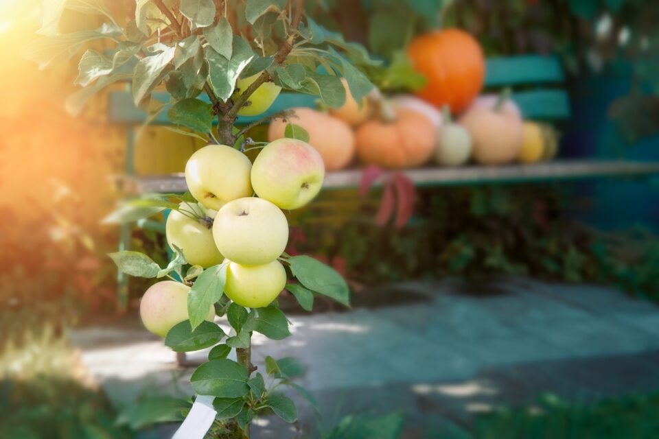 Columnar Apple Trees