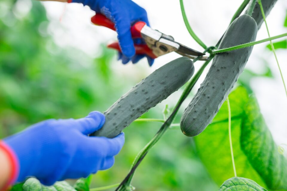 Properly Pruning Cucumbers A Beginner's Guide To A Great Harvest