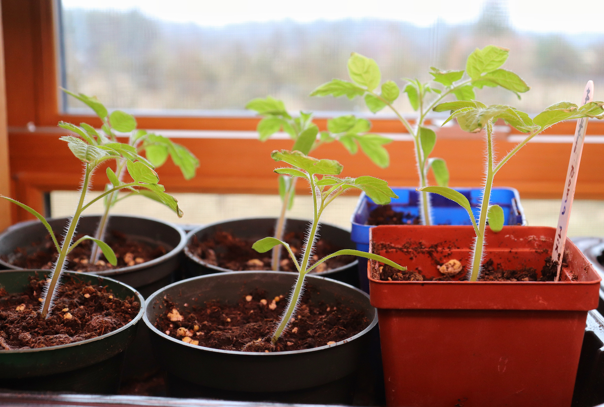 Growing Roma Tomatoes in Pots the Right Way Minneopa Orchards