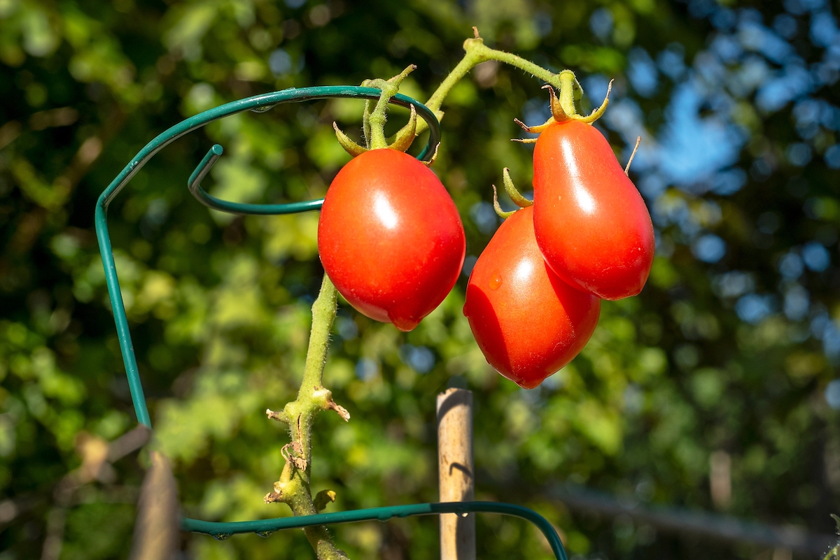Growing Roma Tomatoes in Pots the Right Way Minneopa Orchards