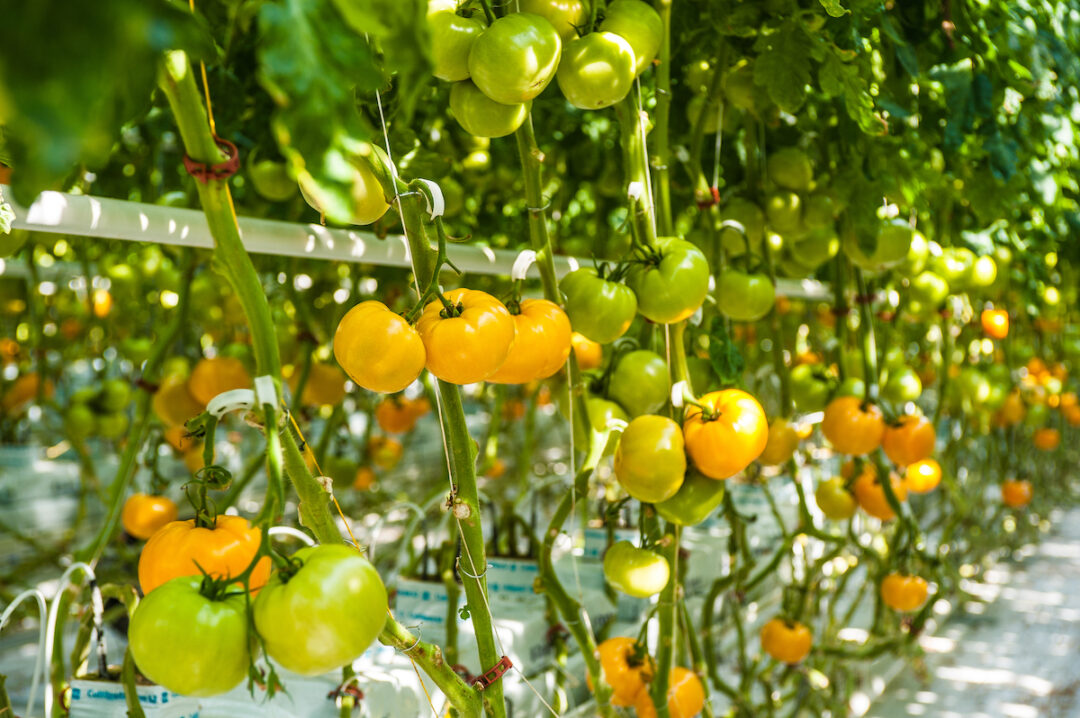 All About The Lemon Boy Tomato Minneopa Orchards
