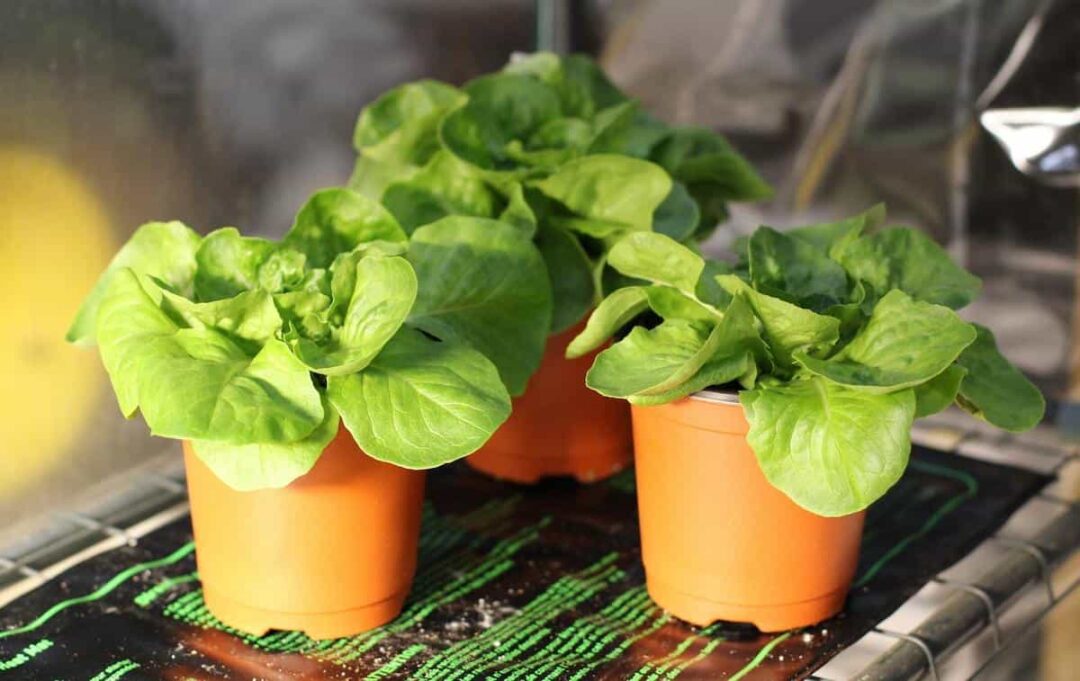 How to Plant Lettuce Minneopa Orchards