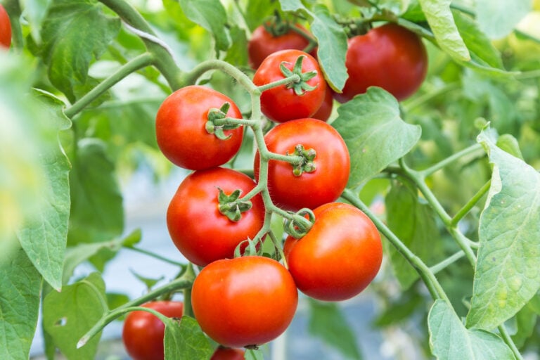 The 10 Best Tomato Plants for Containers - Minneopa Orchards