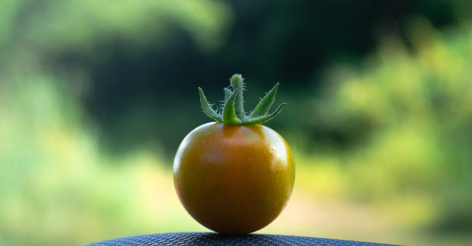All About The Sweet Million Tomato - Minneopa Orchards