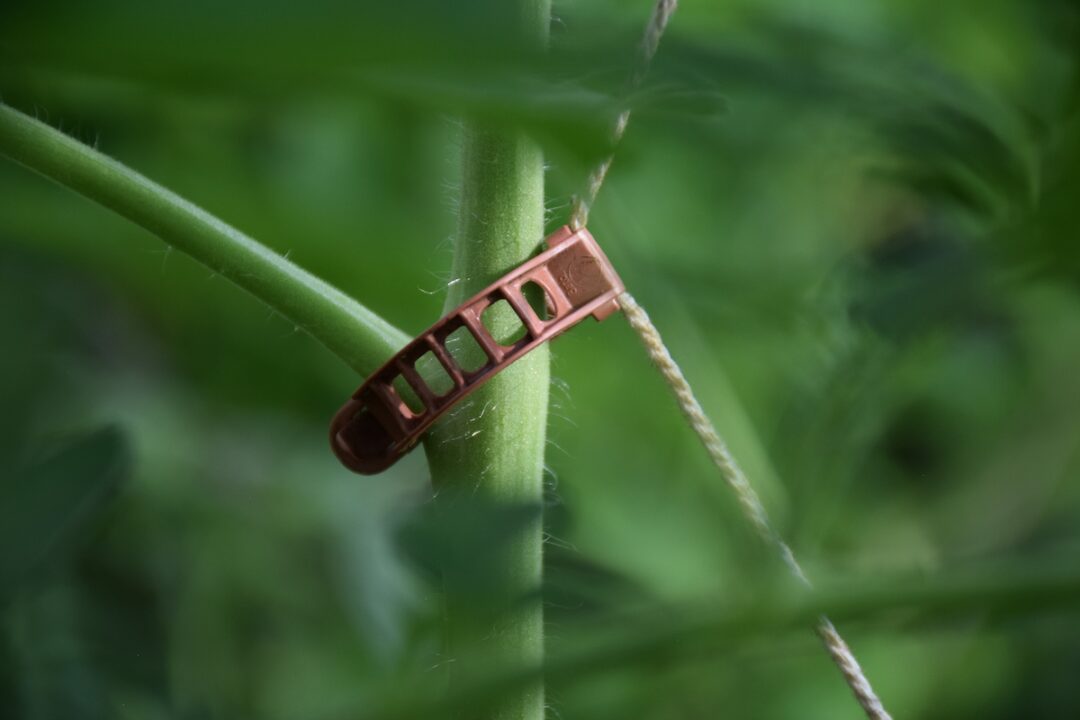 The 4 Best Tomato Clips and How To Use Them Minneopa Orchards
