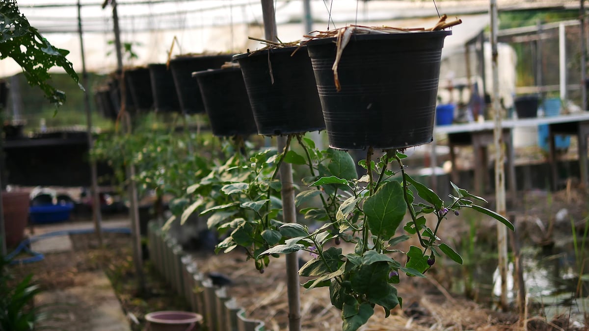 The 4 Best UpsideDown Tomato Planters For Home Gardeners Minneopa Orchards