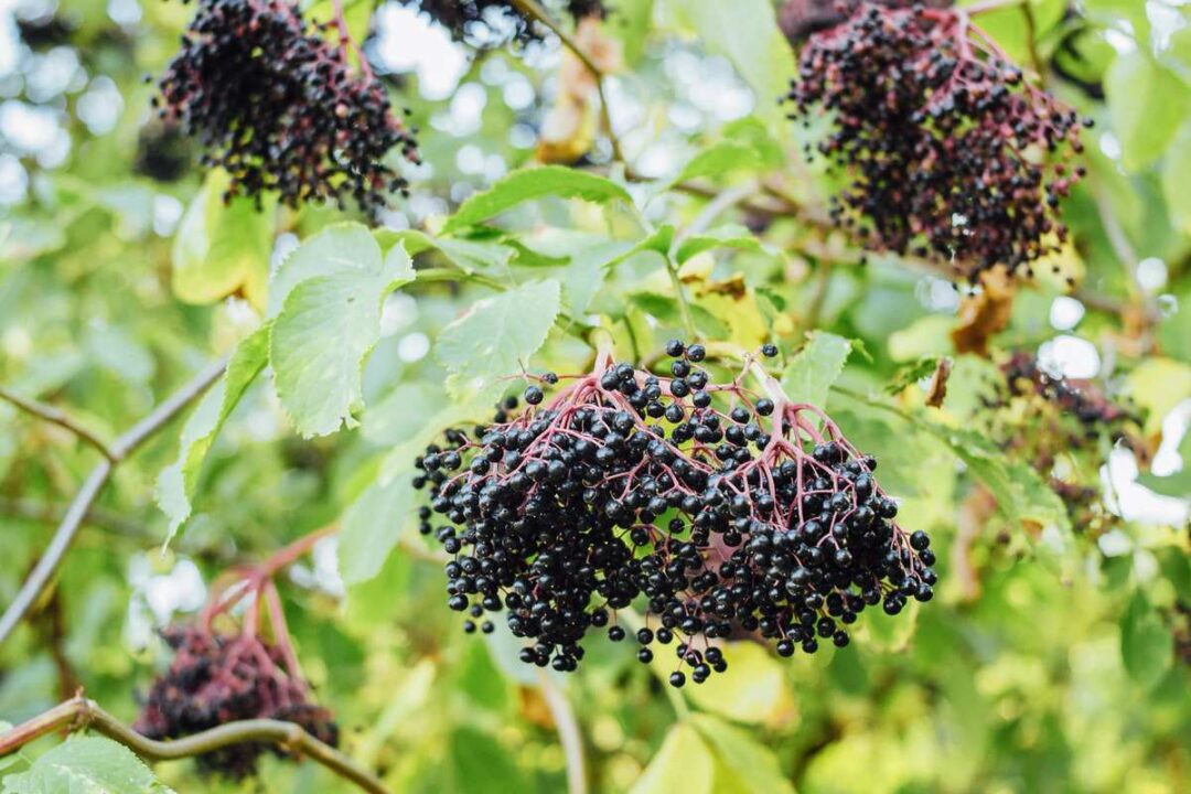 All About the Ranch Elderberry Minneopa Orchards
