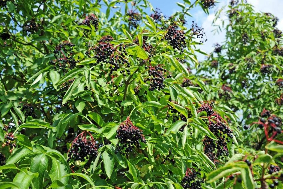 All About the Ranch Elderberry Minneopa Orchards