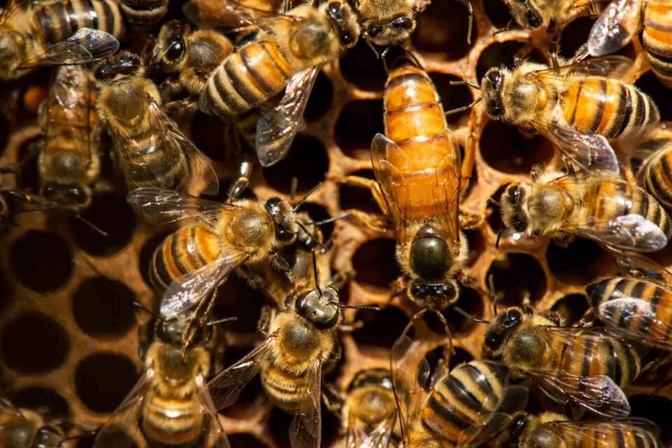 How Do Bees Pollinate? Learn About This Fascinating Process Minneopa