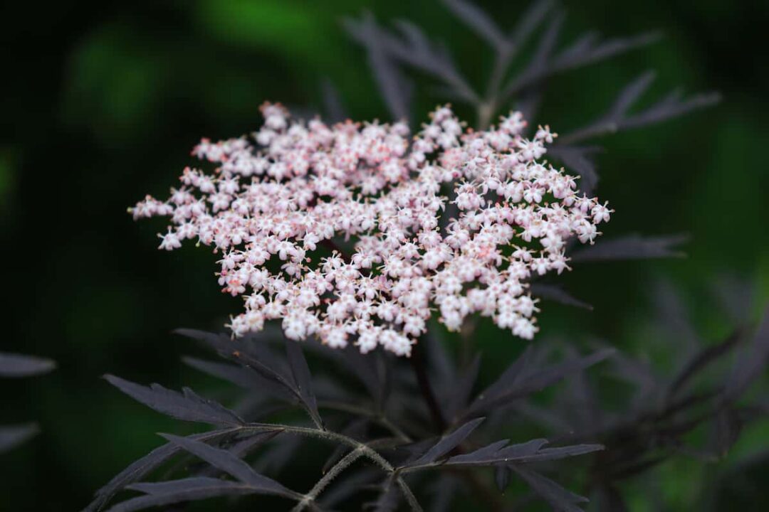 All About the Black Beauty Elderberry Minneopa Orchards