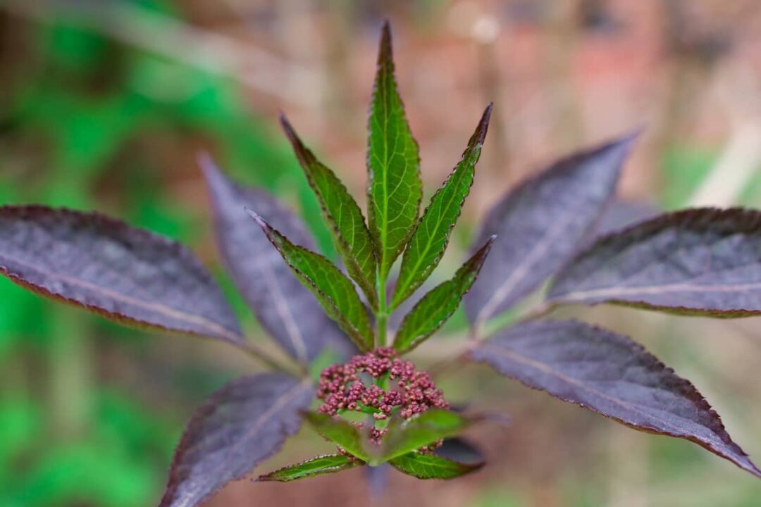 All About the Black Beauty Elderberry Minneopa Orchards