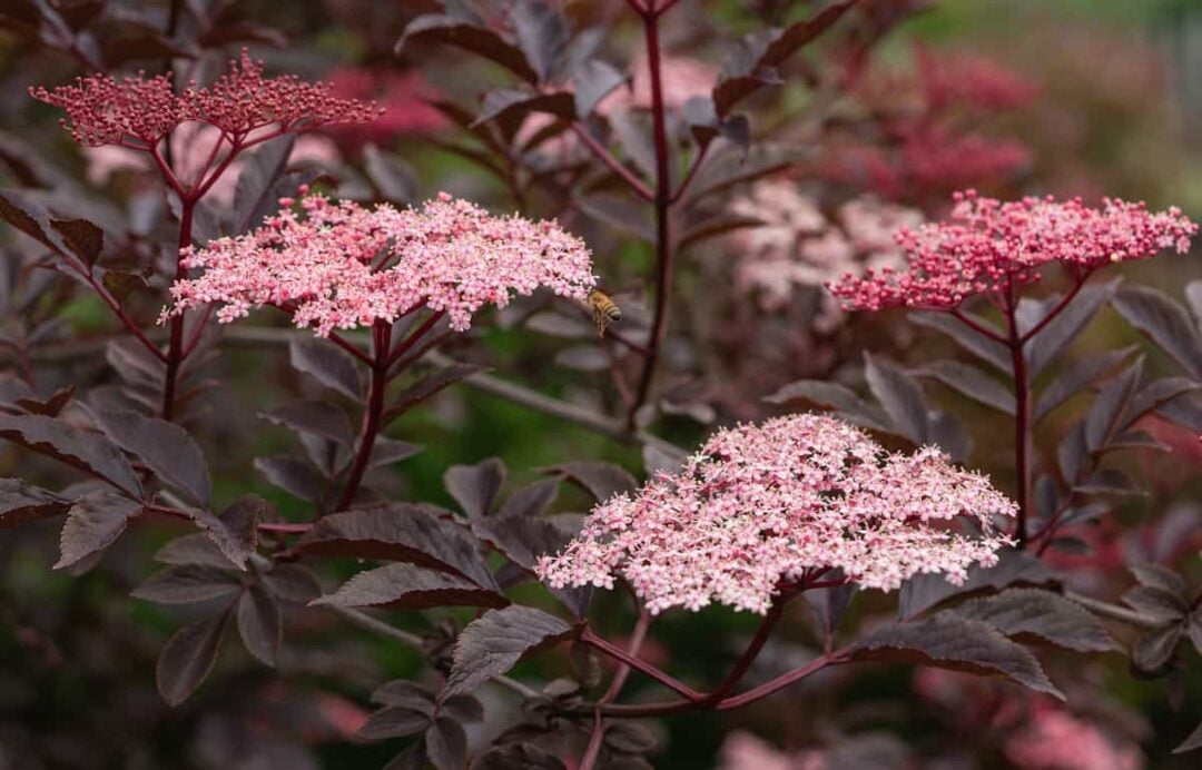 All About the Black Beauty Elderberry Minneopa Orchards