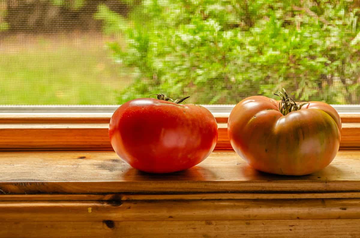 All About the Brandywine Pink Tomato Minneopa Orchards