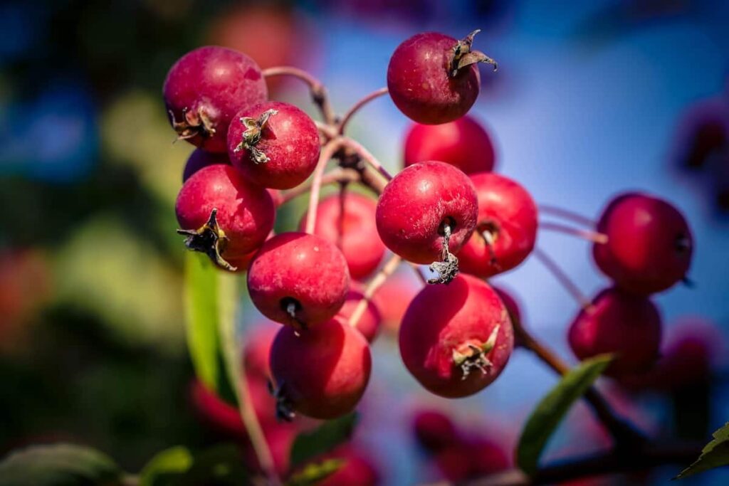 The Robinson Crabapple Tree Minneopa Orchards
