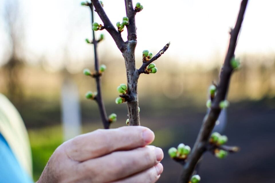 The Red Splendor Crabapple Tree - Minneopa Orchards