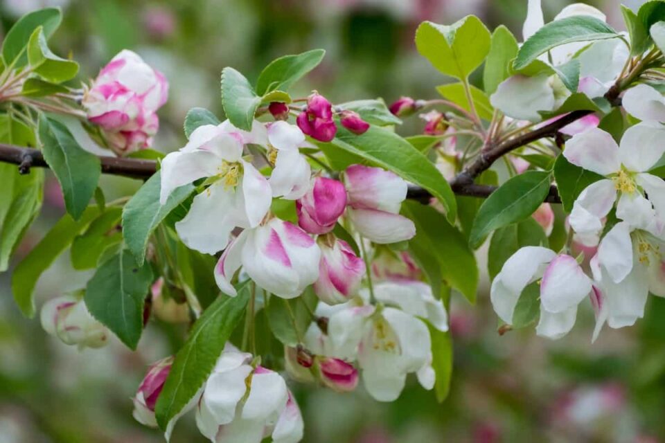 The Donald Wyman Crabapple Tree Minneopa Orchards