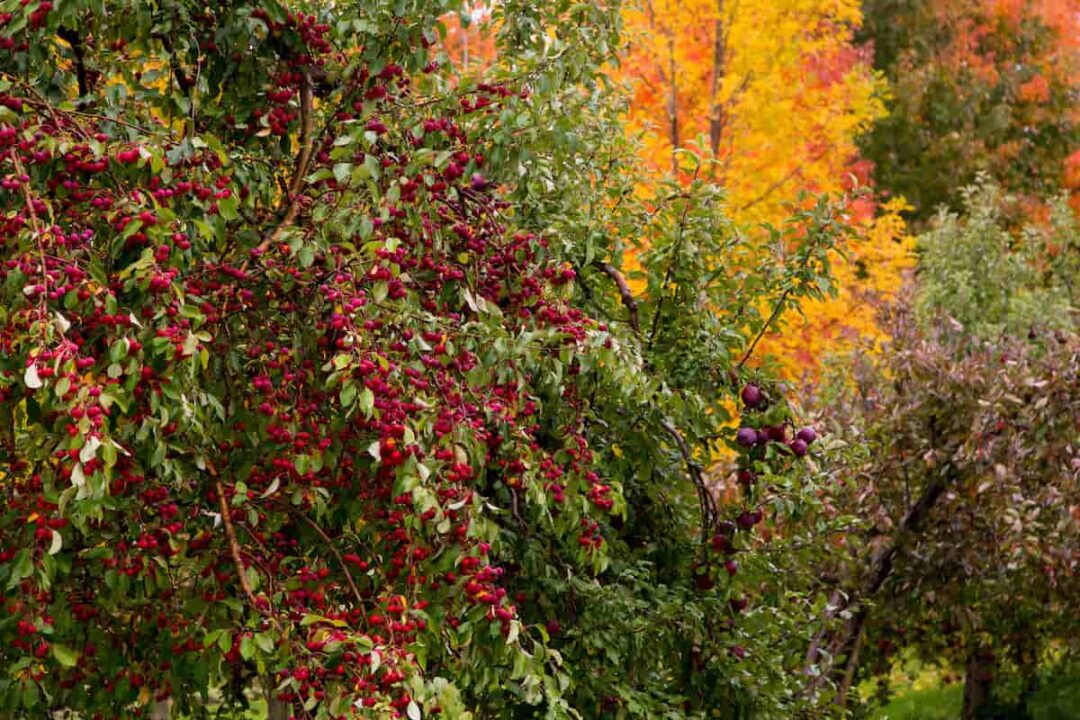 The Red Splendor Crabapple Tree - Minneopa Orchards