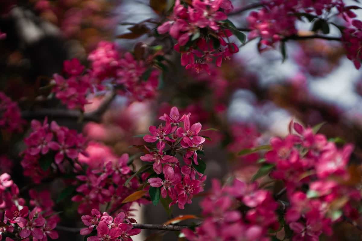 The Red Splendor Crabapple Tree - Minneopa Orchards