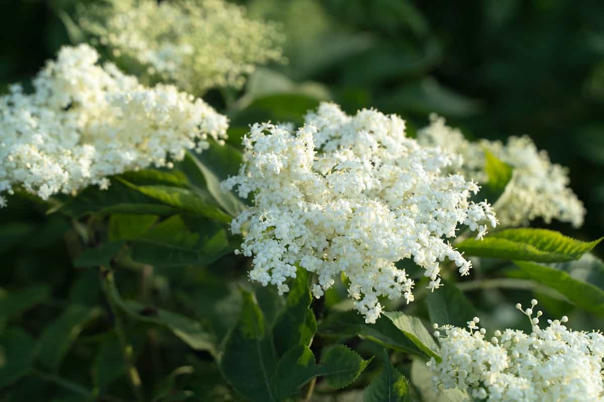 All About the York Elderberry Minneopa Orchards