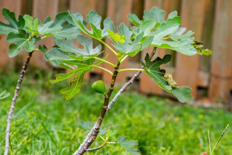 How to Trim Fig Trees A StepByStep Guide to Healthy Pruning