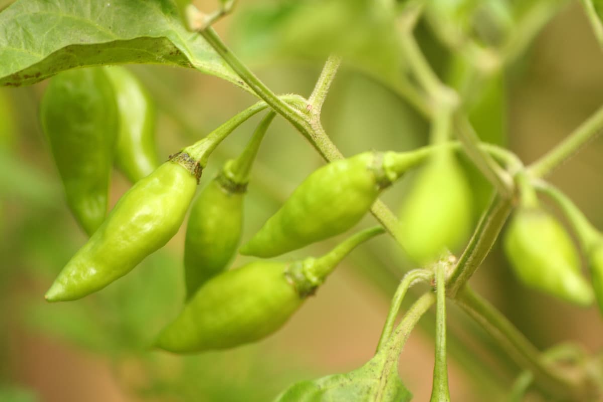 All About the Lemon Drop Pepper Minneopa Orchards