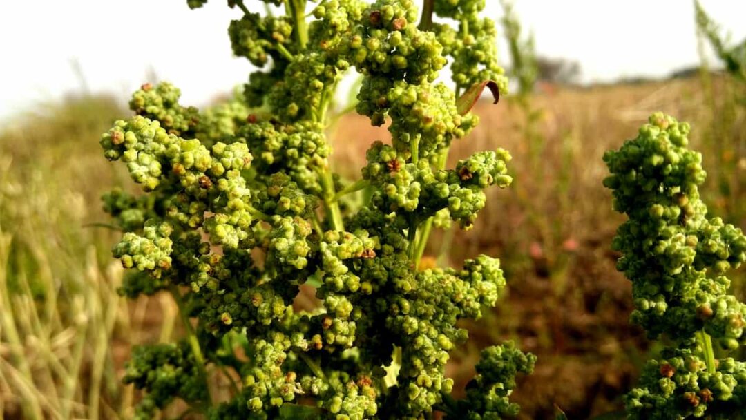 Lambsquarters Minneopa Orchards