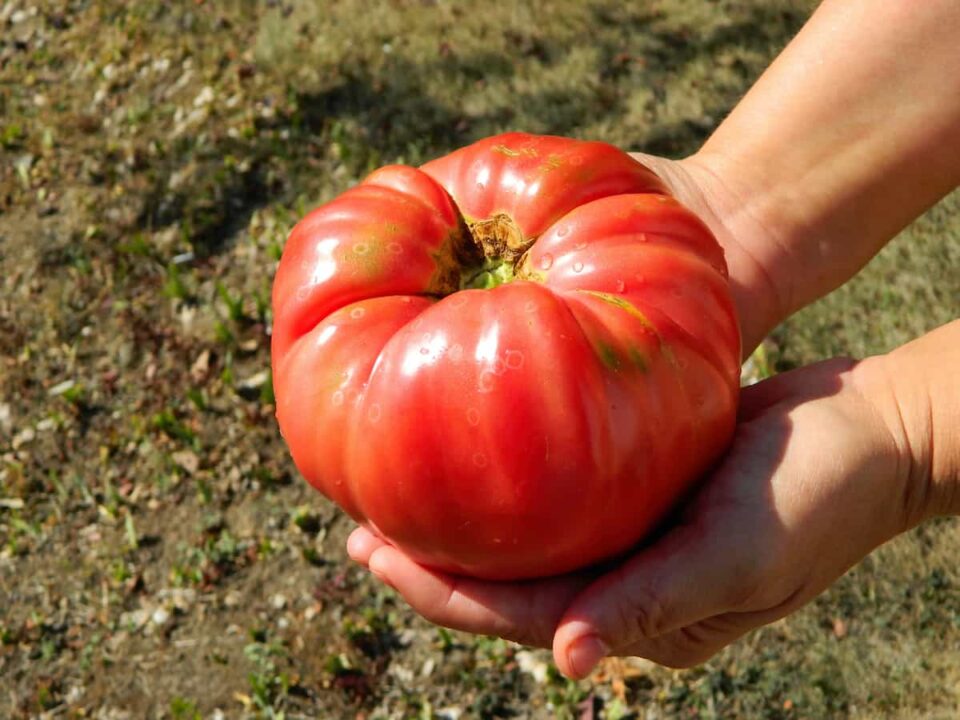 All About the Brandywine Pink Tomato Minneopa Orchards