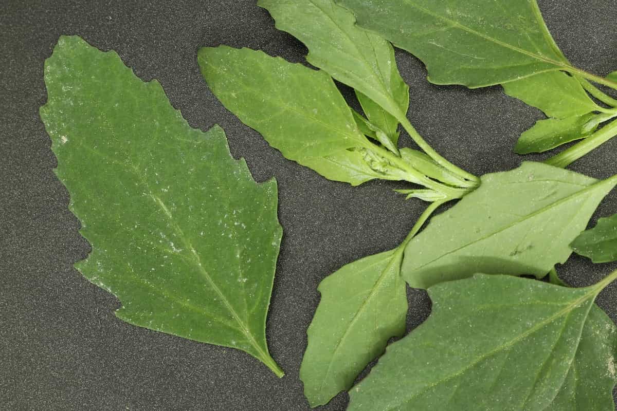 Lambsquarters Minneopa Orchards