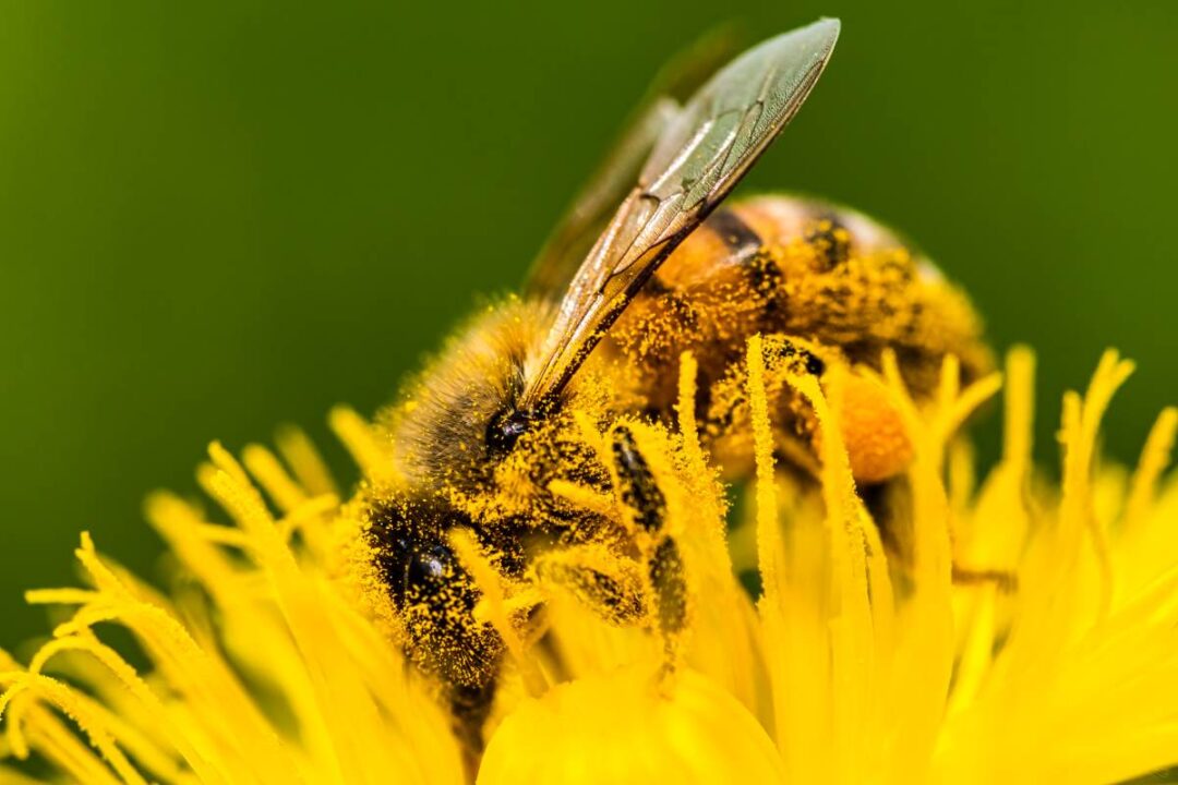 How Do Bees Pollinate? Learn About This Fascinating Process Minneopa