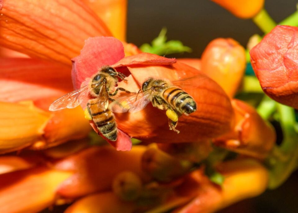 How Do Bees Pollinate? Learn About This Fascinating Process Minneopa
