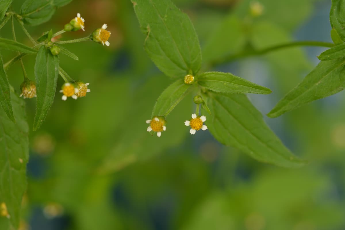 A quickweed plant with tiny white and yellow flowers and bright green leaves,