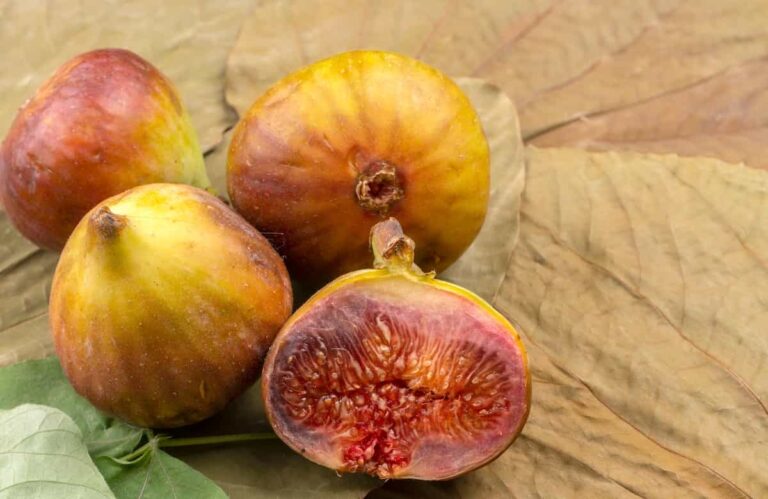 All About the LSU Gold Fig - Minneopa Orchards