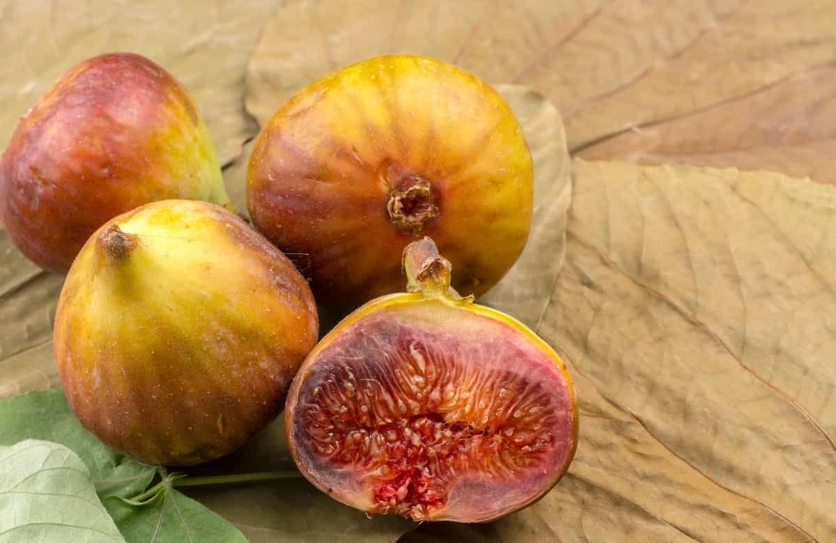 All About the LSU Gold Fig - Minneopa Orchards