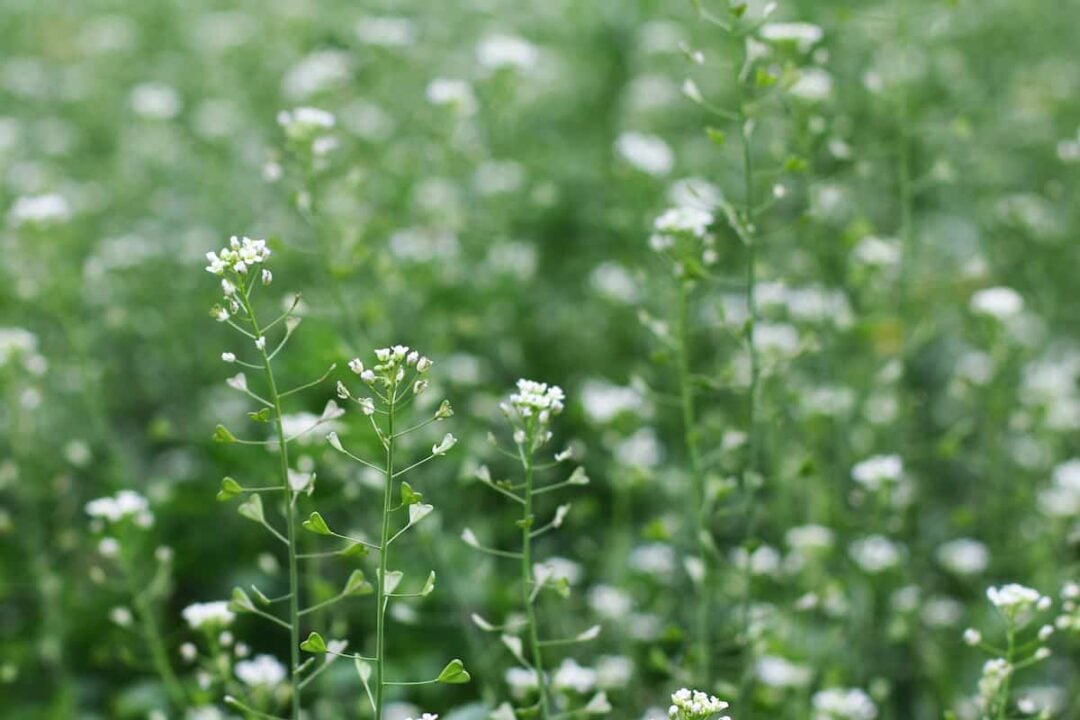 Shepherd's Purse Minneopa Orchards