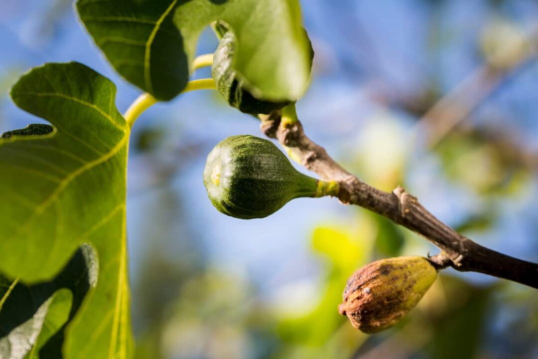 Fighting Fig Tree Diseases A Guide to Diagnosis and Treatment Minneopa Orchards