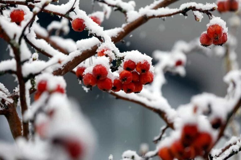 The Red Splendor Crabapple Tree - Minneopa Orchards
