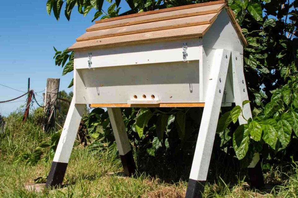 All About Top Bar Hives One of the Best Hives for Beekeepers