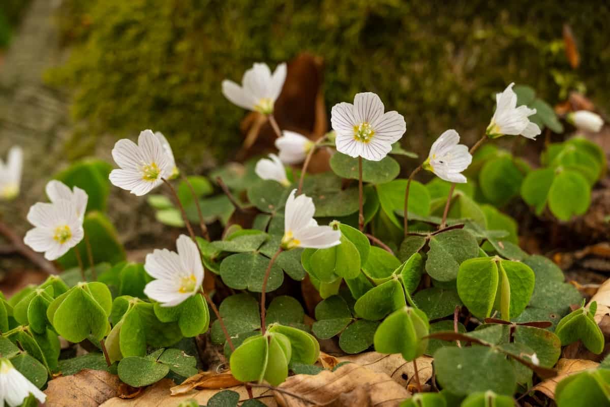 Wood Sorrel Minneopa Orchards
