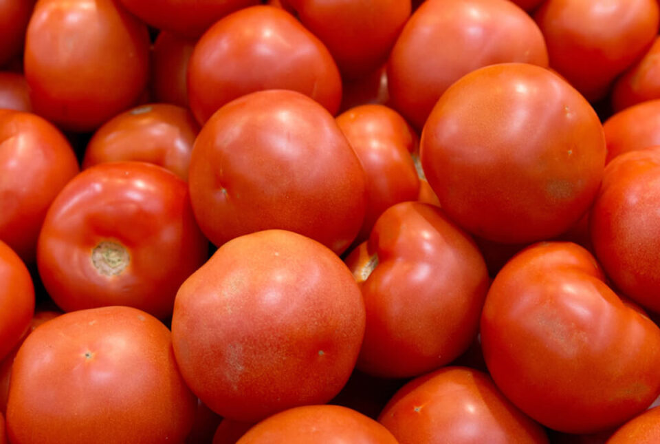 Growing HeatTolerant Tomatoes A Guide to Better Yields and Healthier