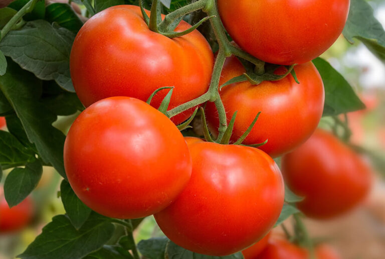 The 10 Best Tomato Plants for Containers Minneopa Orchards