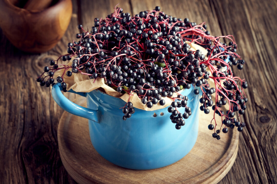 Elderberry Bush Care A Comprehensive Guide for Growing Healthy Bushes