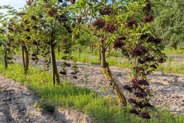 how many elderberry plants do i need