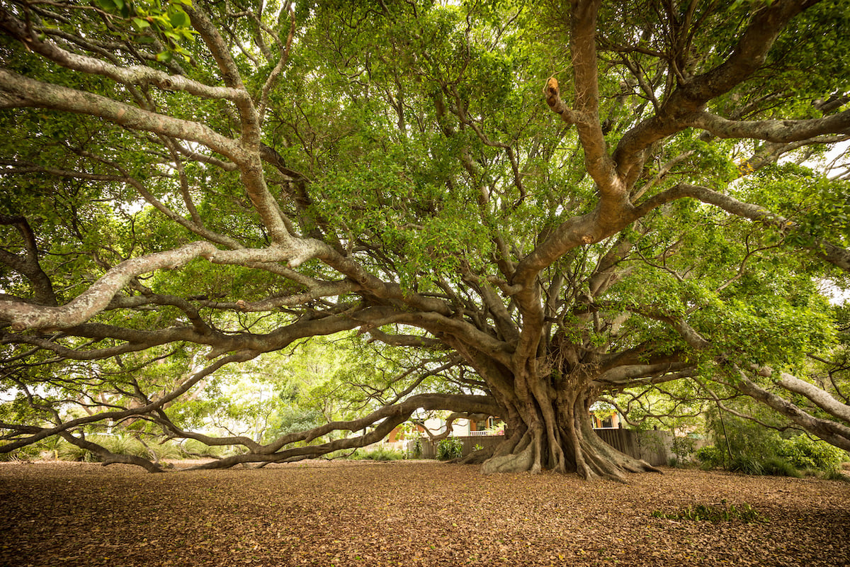 Fig Tree Care 101 10 Proven Strategies For Success Minneopa Orchards