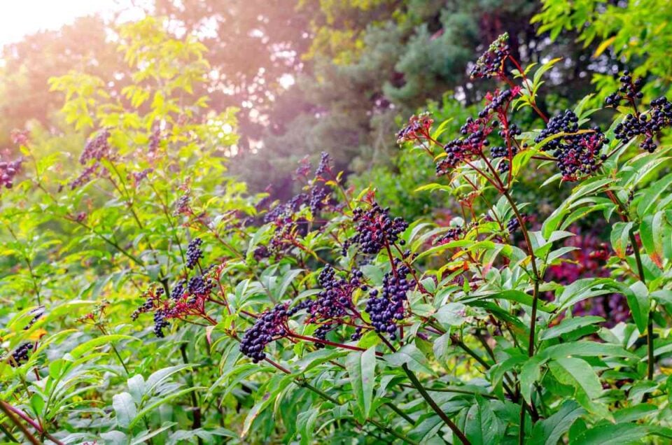 Native elderberry plant care Native elderberry plant care