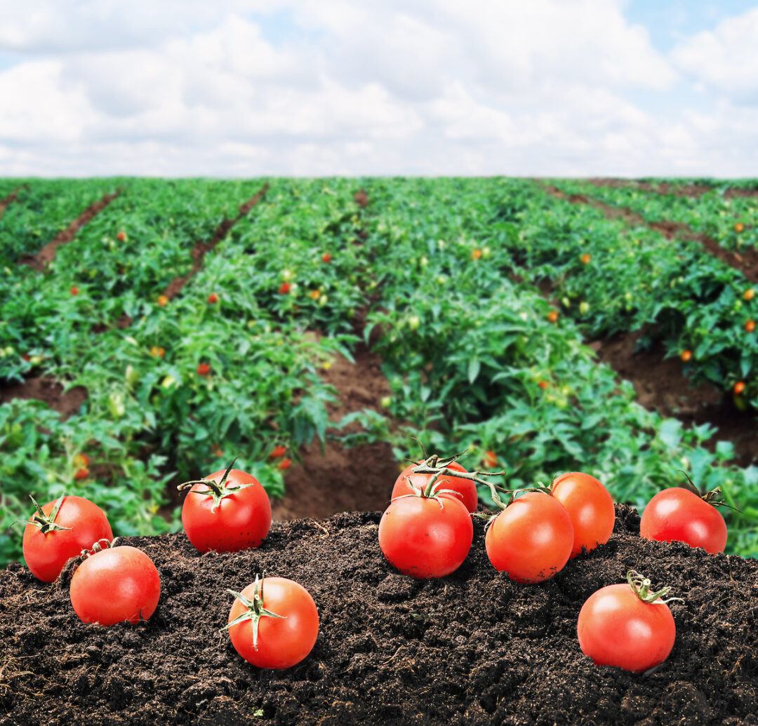 Growing HeatTolerant Tomatoes A Guide to Better Yields and Healthier