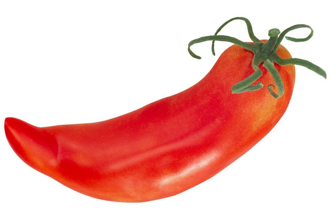 All About the Jersey Devil Tomato Minneopa Orchards