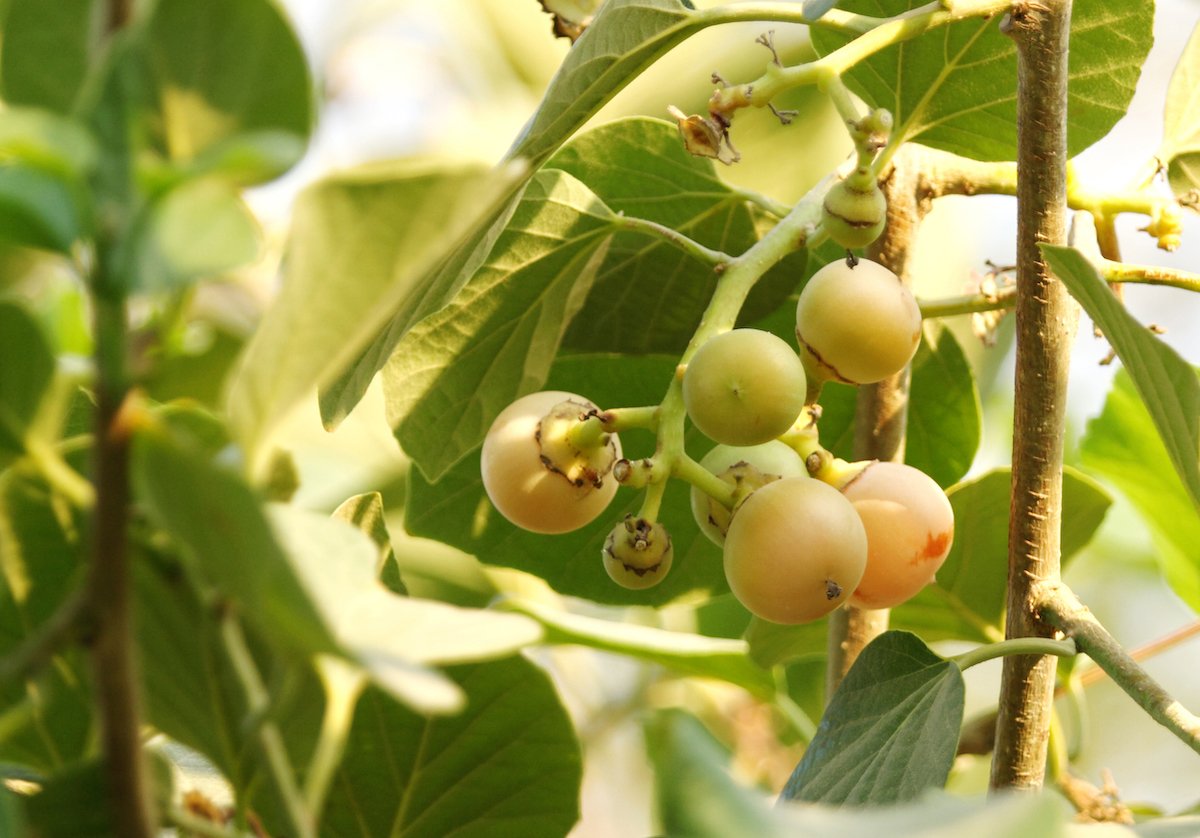 All About the Kadota Fig - Minneopa Orchards