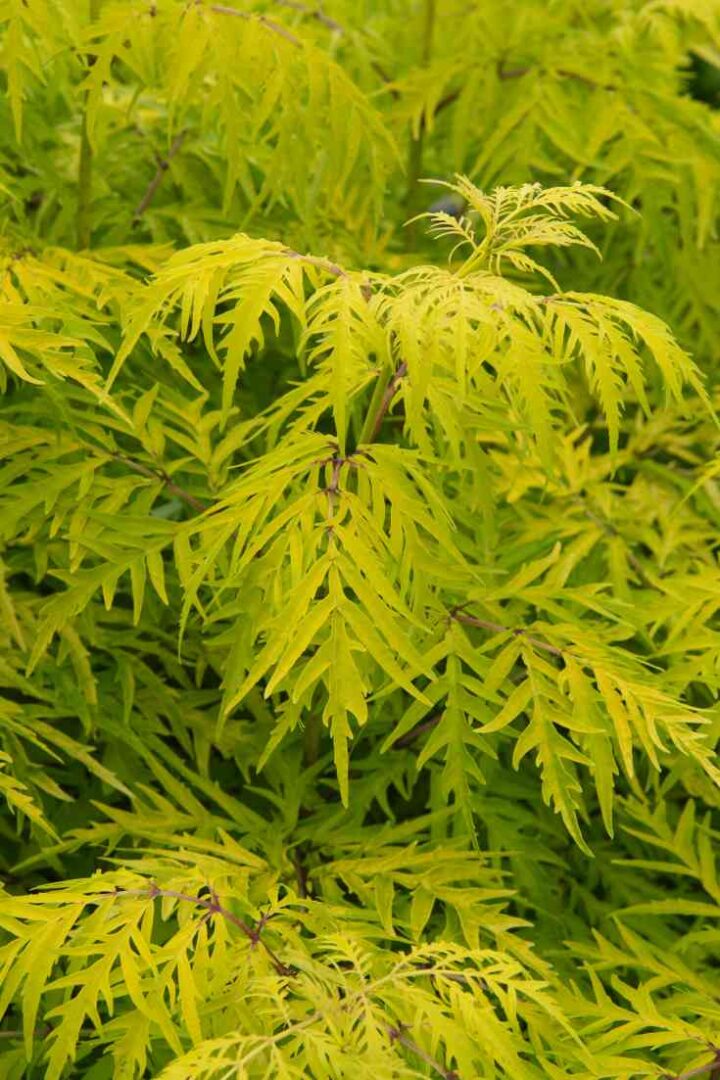 All About the Lemony Lace Elderberry Minneopa Orchards